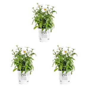 2.5 Qt. Proven Winners Leucanthemum Daisy May Perennial Plant (3-Pack)