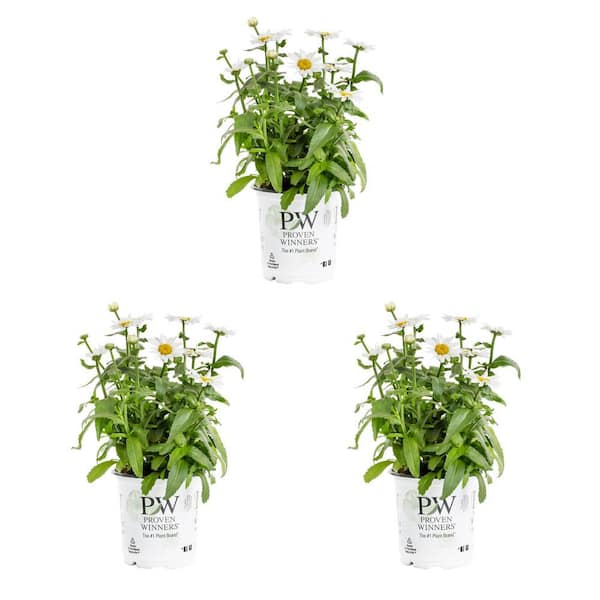 METROLINA GREENHOUSES 2.5 Qt. Proven Winners Leucanthemum Daisy May Perennial Plant (3-Pack)
