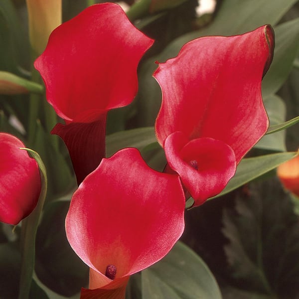 BELL NURSERY 0.8 Gal. Red Calla Lily Plant