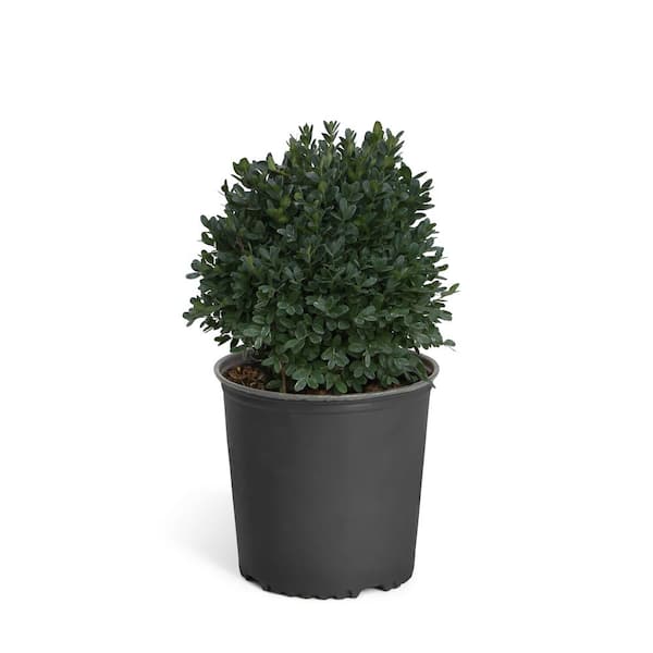 Brighter Blooms 3 Gal. English Boxwood Shrub