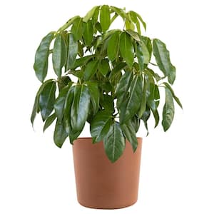 United Nursery Umbrella Plant Schefflera Amate Live Indoor Outdoor