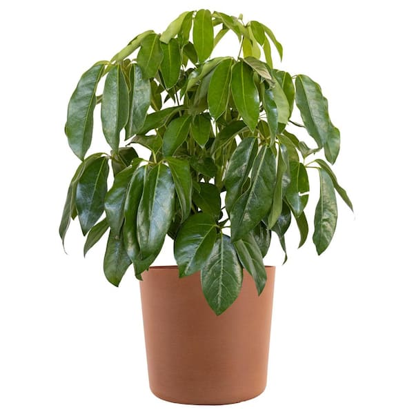 null Umbrella Tree Schefflera Amate Live Indoor Outdoor Plant in 10 inch Premium Sustainable Ecopots Terracotta Pot