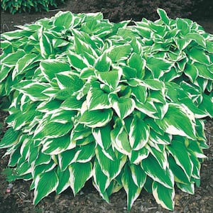 Albo Marginata Hosta Variegated Foliage Live Bareroot Perennial Plants (10-Pack)