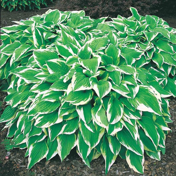 Spring Hill Nurseries Albo Marginata Hosta Dormant Bare Root Perennial Starter Plant Roots (3-Pack)