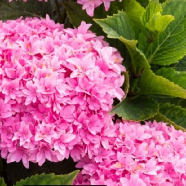 1 Gal. Starfield Bigleaf Hydrangea (Macrophylla) Live Shrub, Pink Flowers