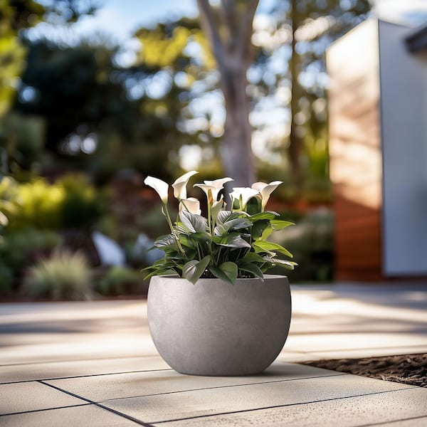 pink pot plant Buy Bougainvillea Plant for Stunning Landscapes