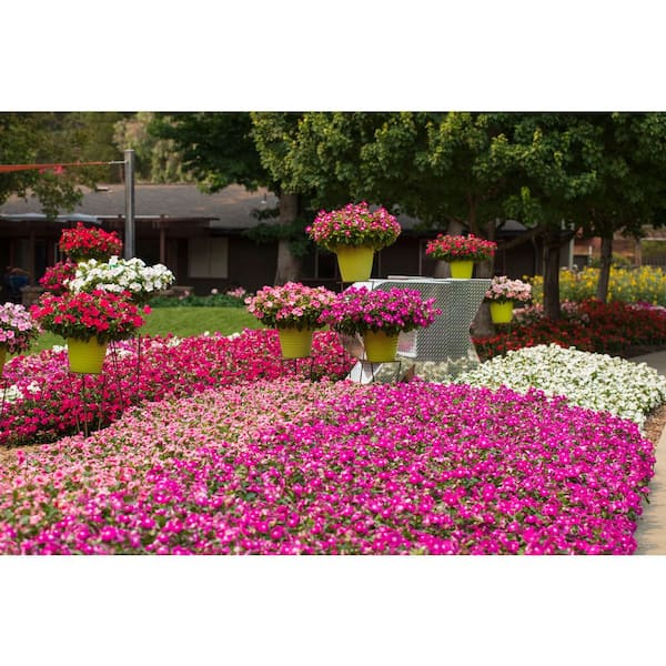 Pure Beauty Farms 1.38 Pt. Vinca Cora Periwinkle Plant Orchid