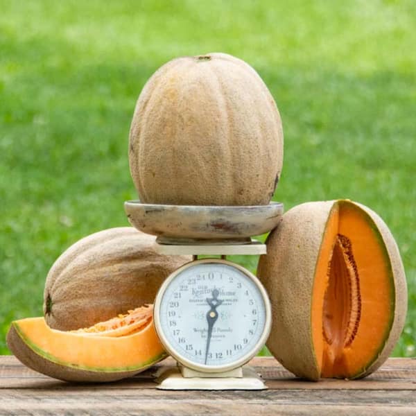 Gurney's Cantaloupe Giant Improved Hybrid Vegetable Seeds (20 Seed Packet)