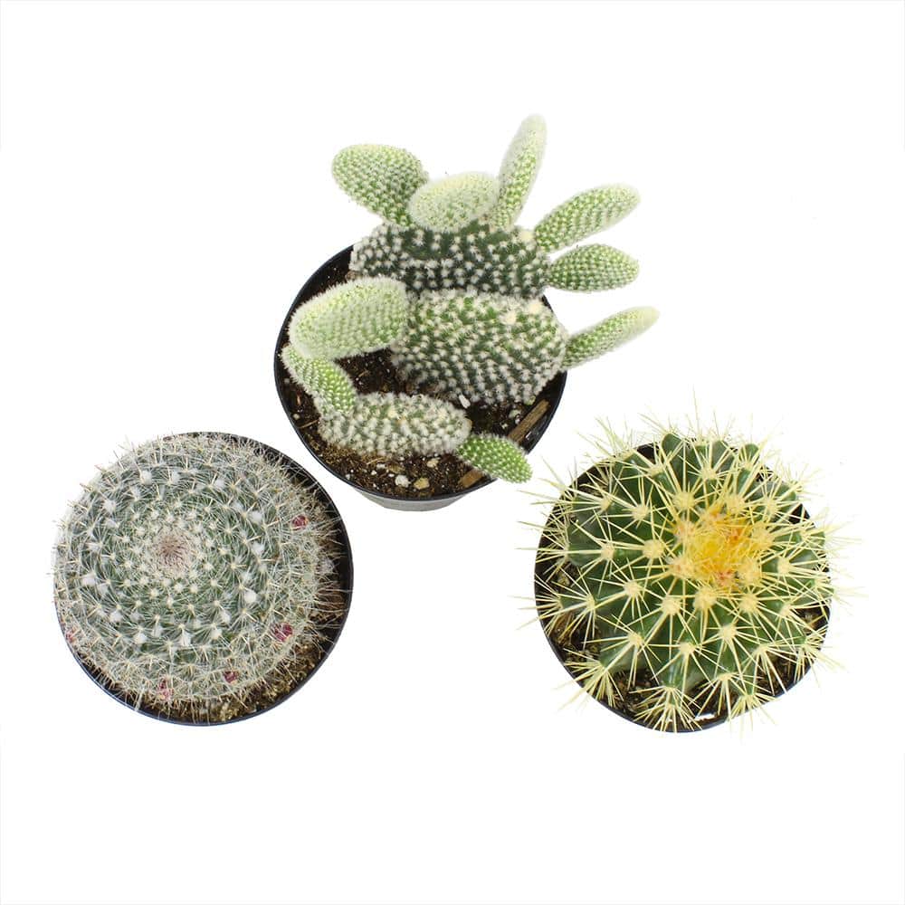 Vibrant Trio 7" Multicolor Cactus Succulent Collection in Plastic Pots