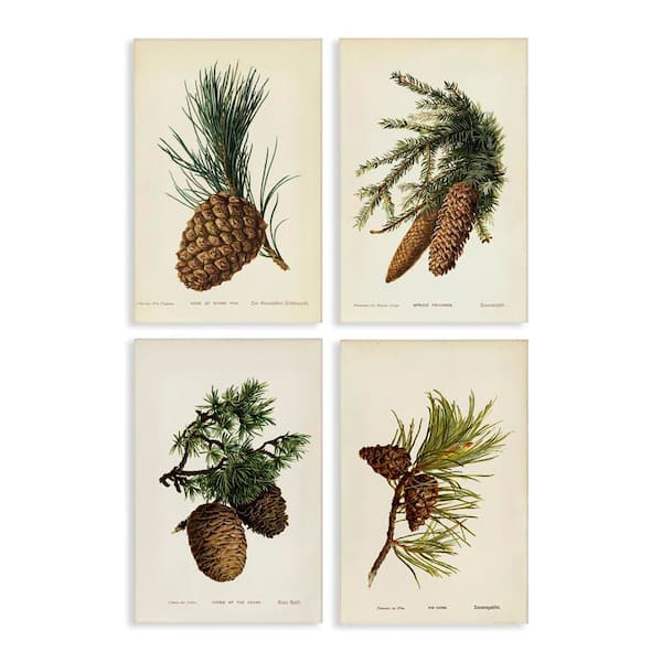 Stupell Industries Pinecone Latin Studies by Tina Higgins Designs, Inc. 4 Pieces Unframed Nature Graphic Art Print 24 in. x 16 in.