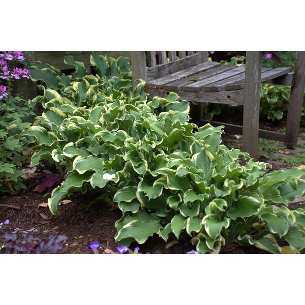 PROVEN WINNERS Shadowland Wheeel (Hosta) Live Plant, Green and Cream Foliage, 3 Gal.