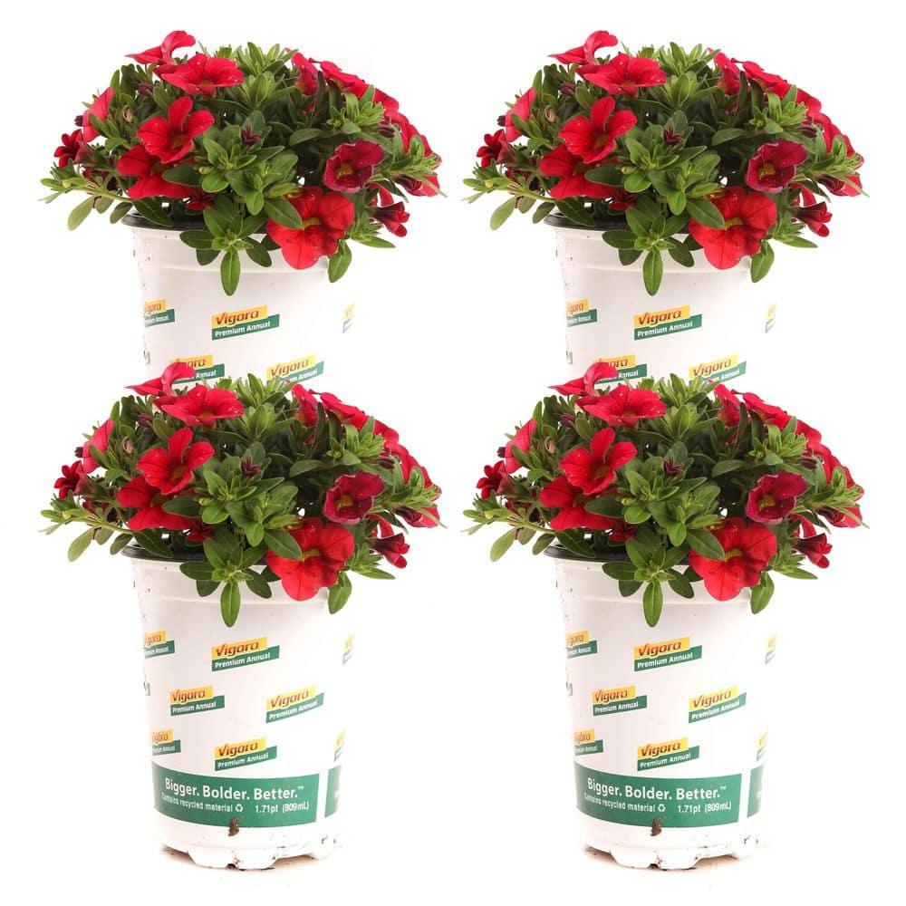 イチジクの小苗。Calderona Vigoro 1 qt. Conga Calibrachoa Annual Plant with Red Flowers (4