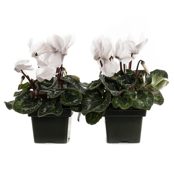 Unbranded 1.21-Pint White Cyclamen Latinia in 4 in. Pot (2-Pack)