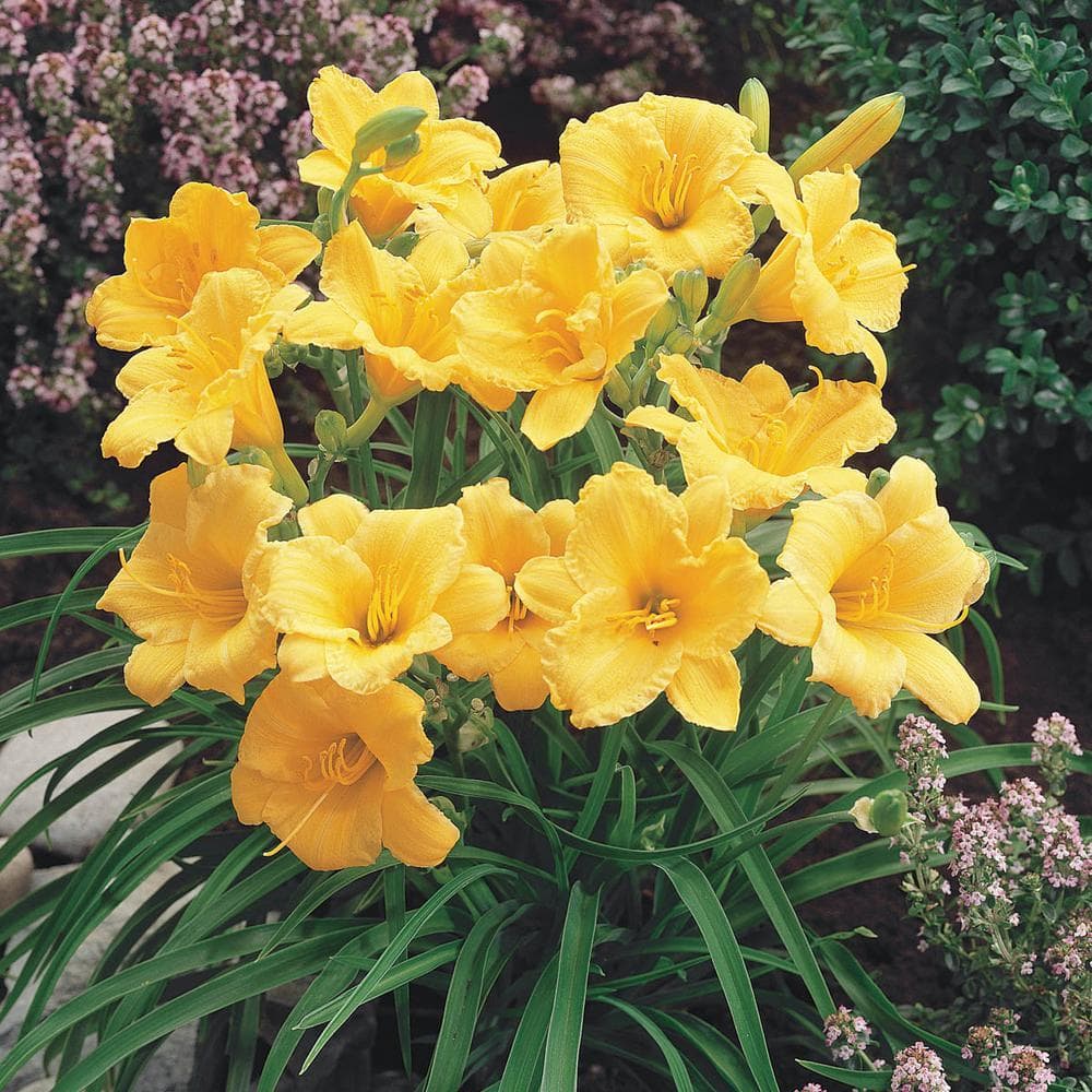 houseonthehill yellowflower ロンティ 80サイズ METROLINA GREENHOUSES 2 QT. Yellow Stella D'oro Daylily Perennial