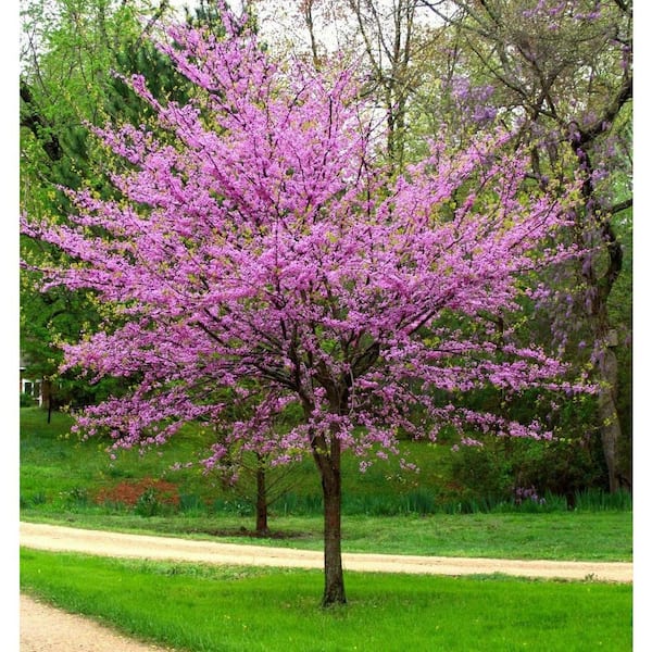 3 Gal. Eastern Redbud (Cercis Canadensis) Live Flowering Tree with Purple Flowers