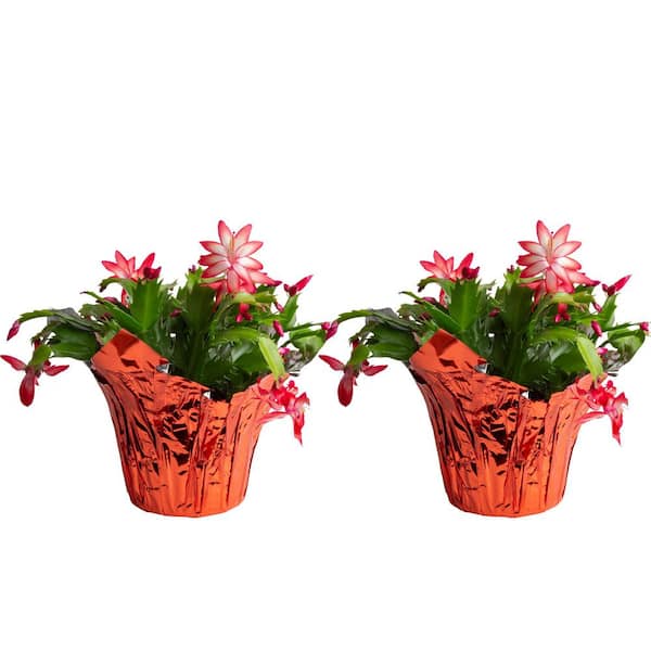 Grower's Choice Holiday Christmas Cactus in 6 in. Decor Pot Cover, Avg. Shipping Height 10 in. (2-Pack)