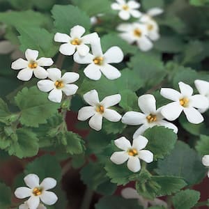 10.75 in. White Bacopa Hanging Basket