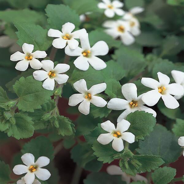 Unbranded 10.75 in. White Bacopa Hanging Basket