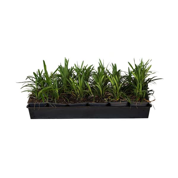 FLOWERWOOD 3.25 in. pots Samantha Liriope Grass (Lily Turf) with Pink Blooms (18-Pack)