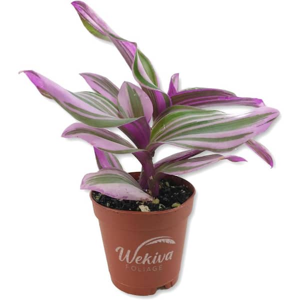 Tradescantia Nanouk Wandering Jew-Live Plant in a 2 in. Pot-Tradescantia Albiflora 'Nanouk'-Indoor Houseplant