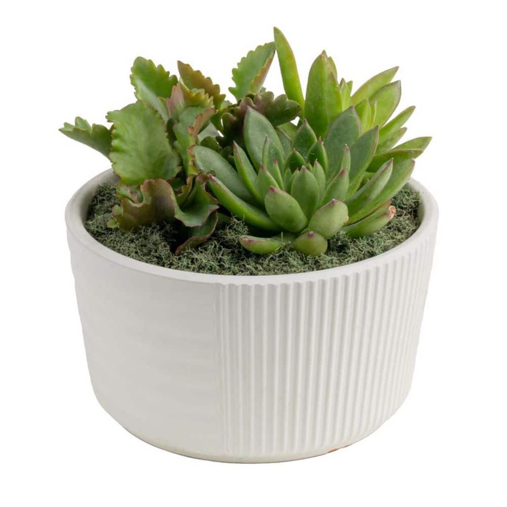Indoor Cacti and Succulent Garden in 6 in. White Ceramic Bowl, Avg. Shipping Height 8 in. Tall price history on PriceWatchPro