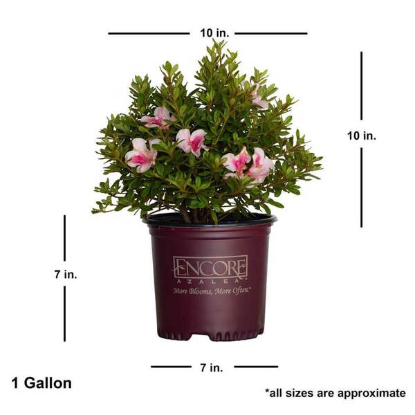 Azalea Duo Pot Flower Plant