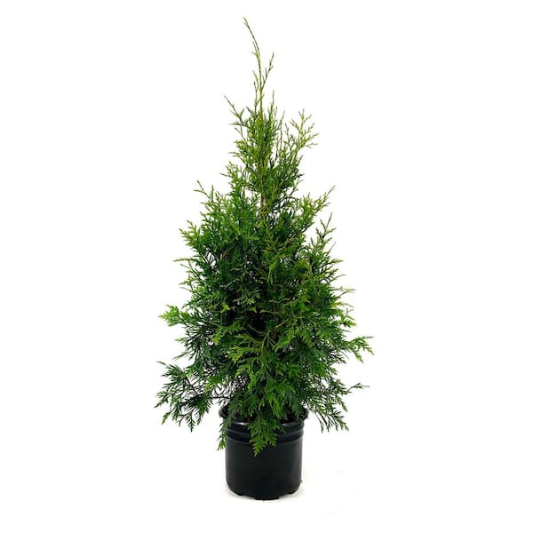 Unbranded 2.25 Gal. Green Giant Arborvitae (Thuja) Live Evergreen Shrub