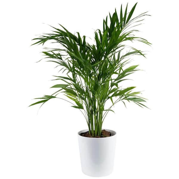 Costa Farms Cataractarum Indoor Palm (Cat Palm) in 9.25 in. Decor Planter, Avg. Shipping Height 3-4 ft. Tall