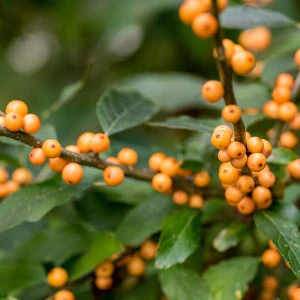 Spring Hill Nurseries Winter Gold Winterberry (Ilex), Live Bare Root Deciduous Plant (1-Pack)