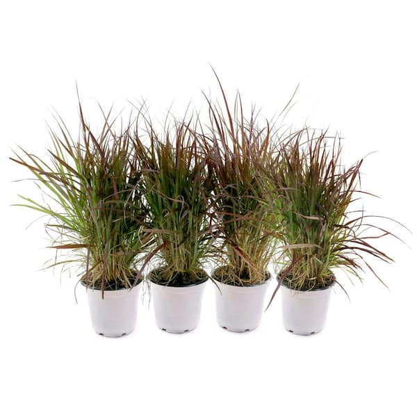 4 in. Purple Fountain Grass (16-Pack)