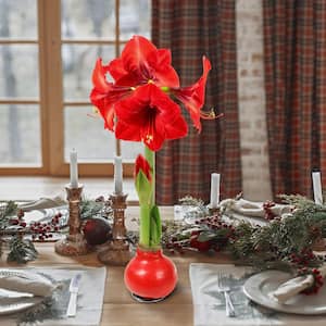 national PLANT NETWORK Waxed Amaryllis Holiday Collection with Red ...