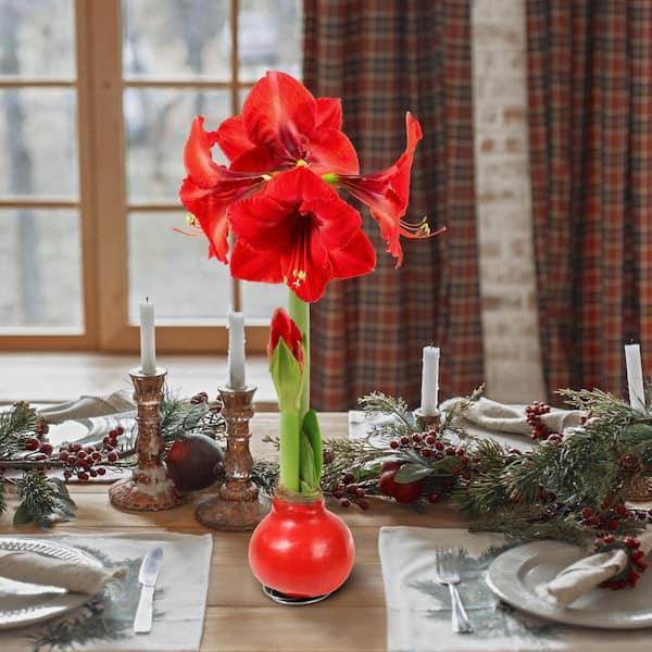 national PLANT NETWORK Wax-Coated Red Blooming Amaryllis Bulb (3-Pack)