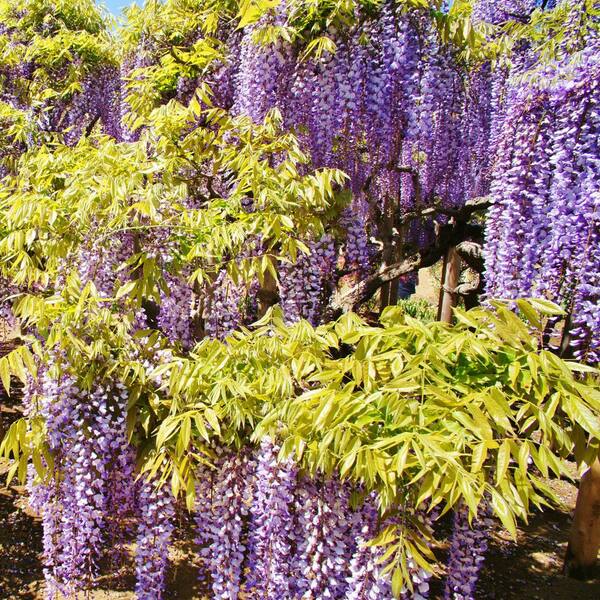 national PLANT NETWORK 3 gal. Wisteria Lavender Falls Perennial Plant  HD2914 - The Home Depot