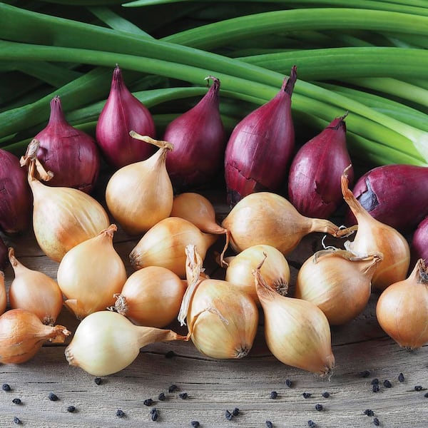 Fresh Crop Shallot Medley (Set of 25) Bulbs