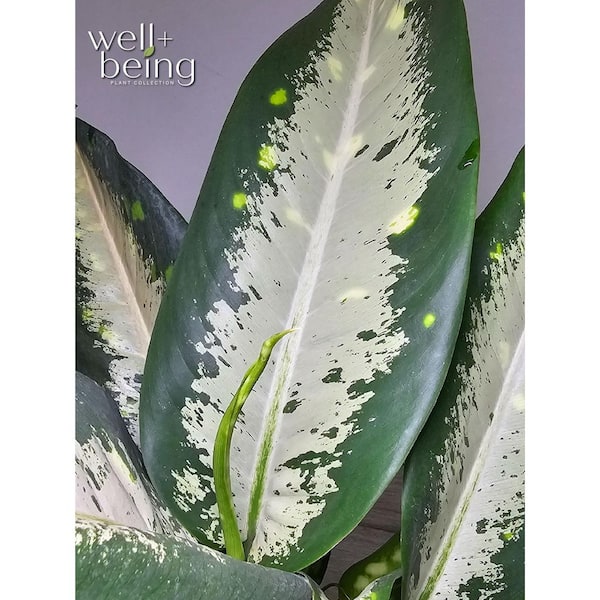 Nature's Way Farms Dieffenbachia Panther Indoor Live Plant (8-15 in. Tall) in Grower Pot
