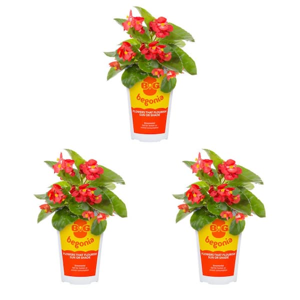 METROLINA GREENHOUSES 2 Qt. Big Begonia Red with Green Leaf Annual Plant (3-Pack)