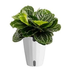 Grower's Choice Calathea Indoor Plant in 6 in. Self-Watering Planter, Avg. Shipping Height 1-2 ft. Tall