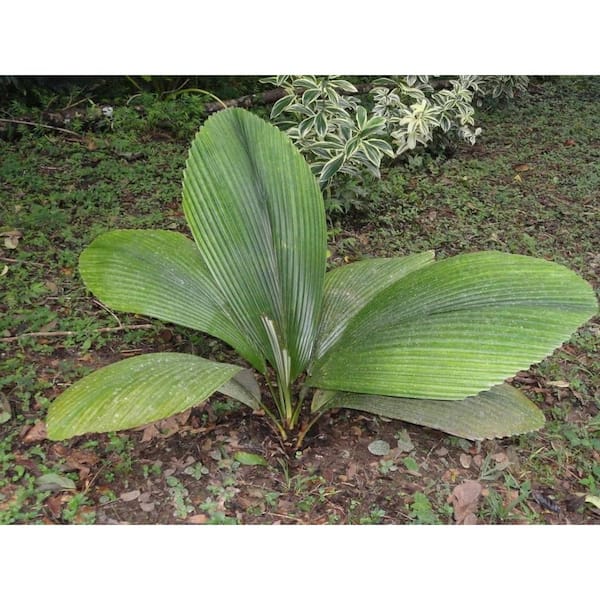Joey Magnifica Palm-Live Plant in a 3 gal. Pot-Johannesteijsmannia Magnifica-Ornamental Palms of Florida