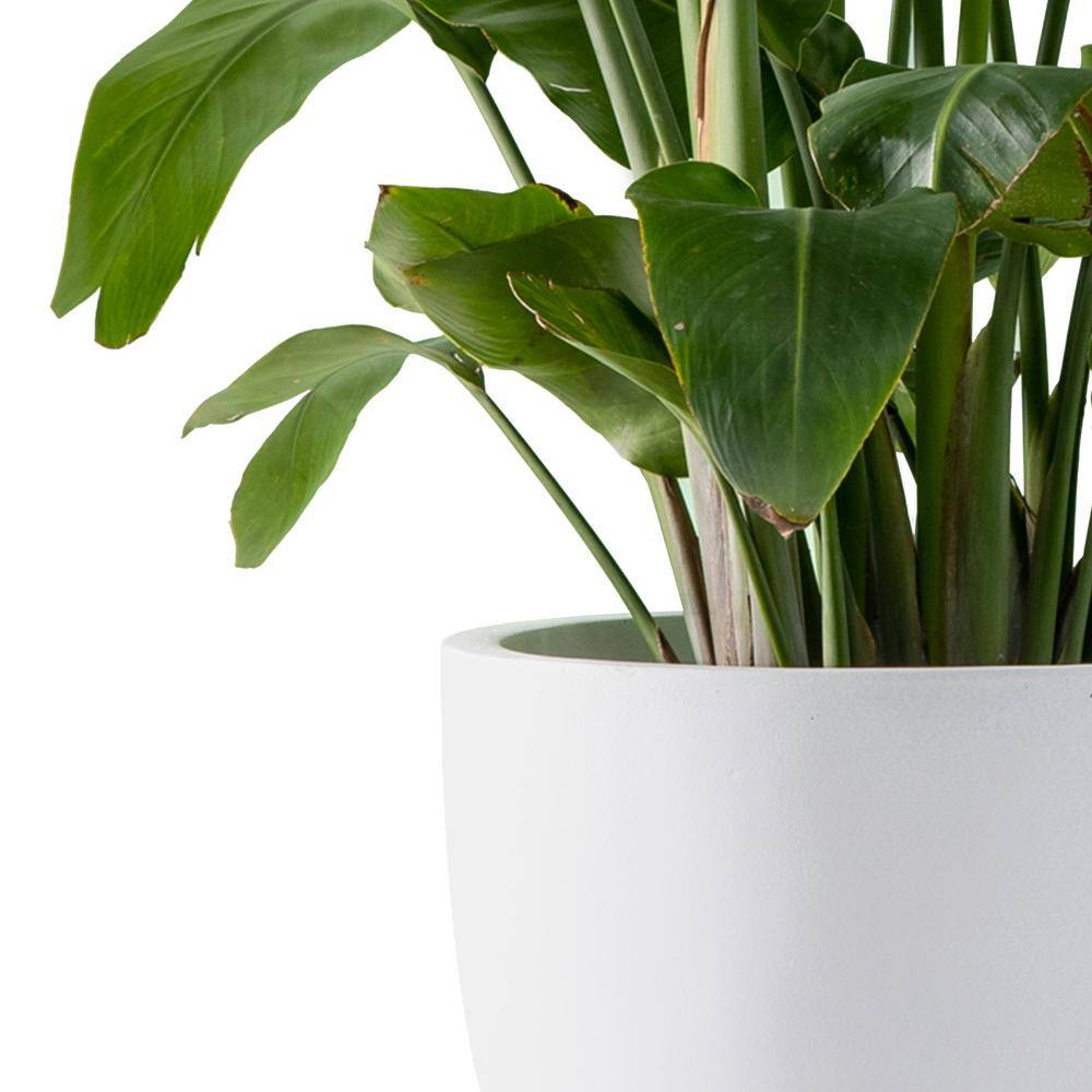 14 Inch White Concrete Round Indoor/Outdoor Planter