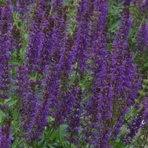 Unbranded 2 Gal. Salvia May Night Plant