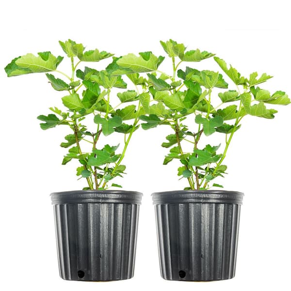 Unbranded 3 Gal. LSU Purple Fig (2-Pack)
