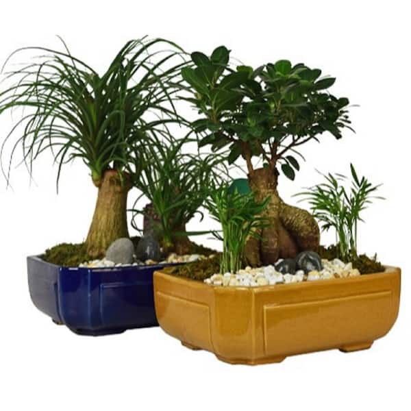 BELL NURSERY BonsaiI Mini Plant in Ceramic Pot