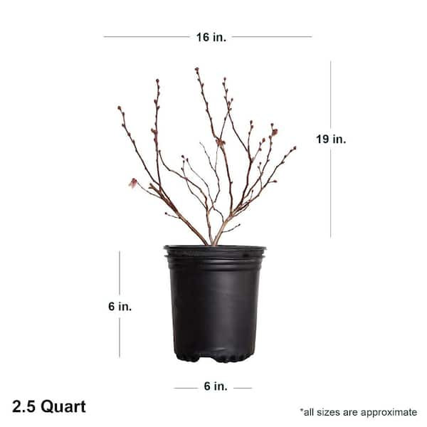 Stainless Steel 1 Quart Bush Pot