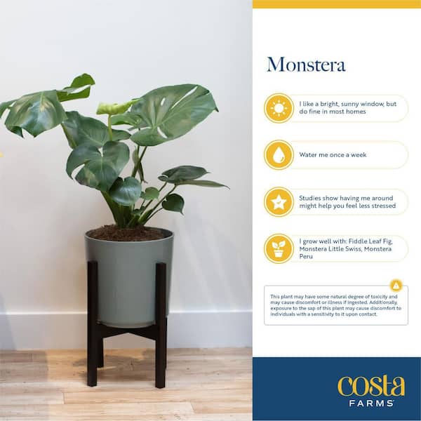 Costa Farms - Trending Tropical Little Swiss Cheese Monstera Indoor Plant in 6 in. Self-Watering Planter