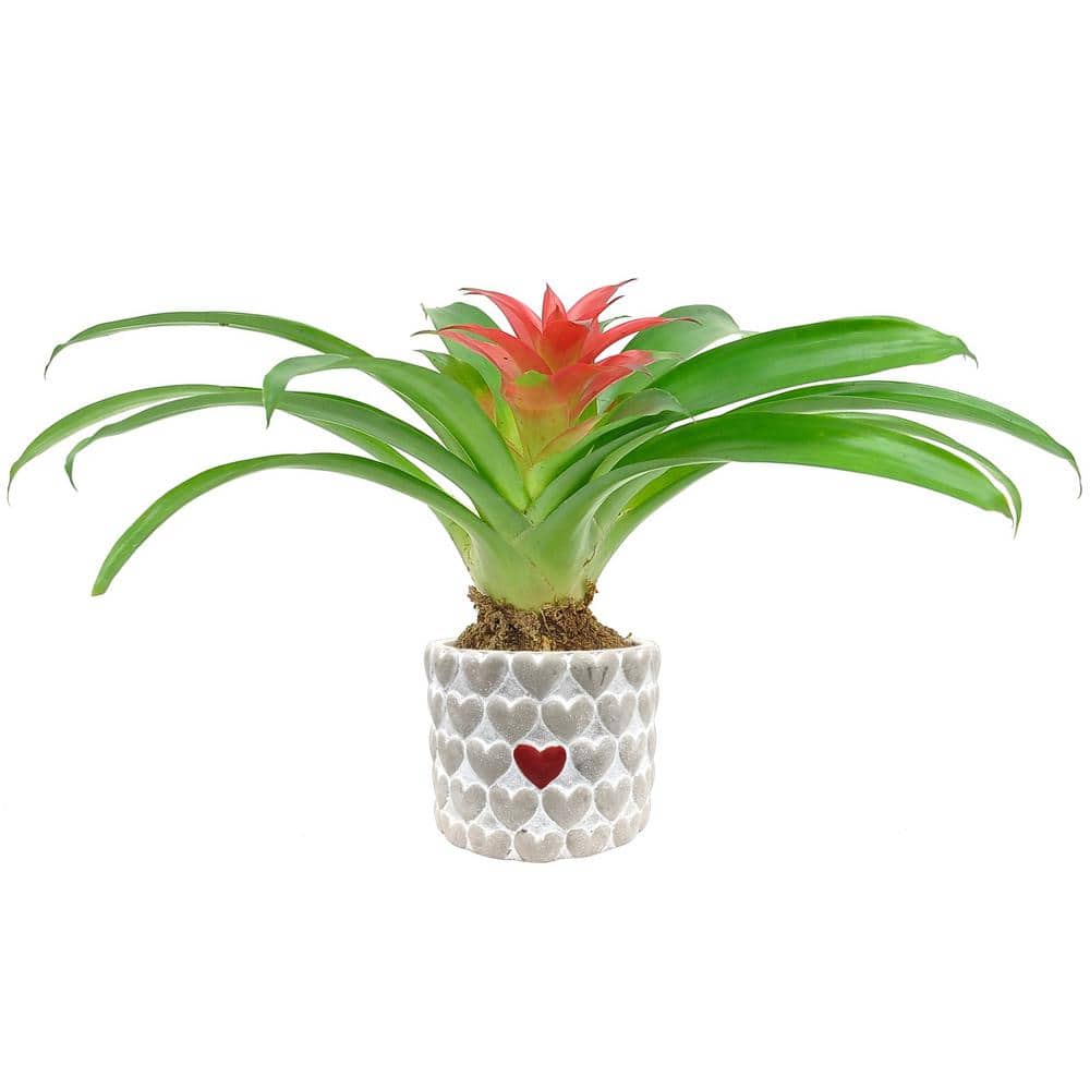 ampulacea Bromeliad live Neo 4 potted
