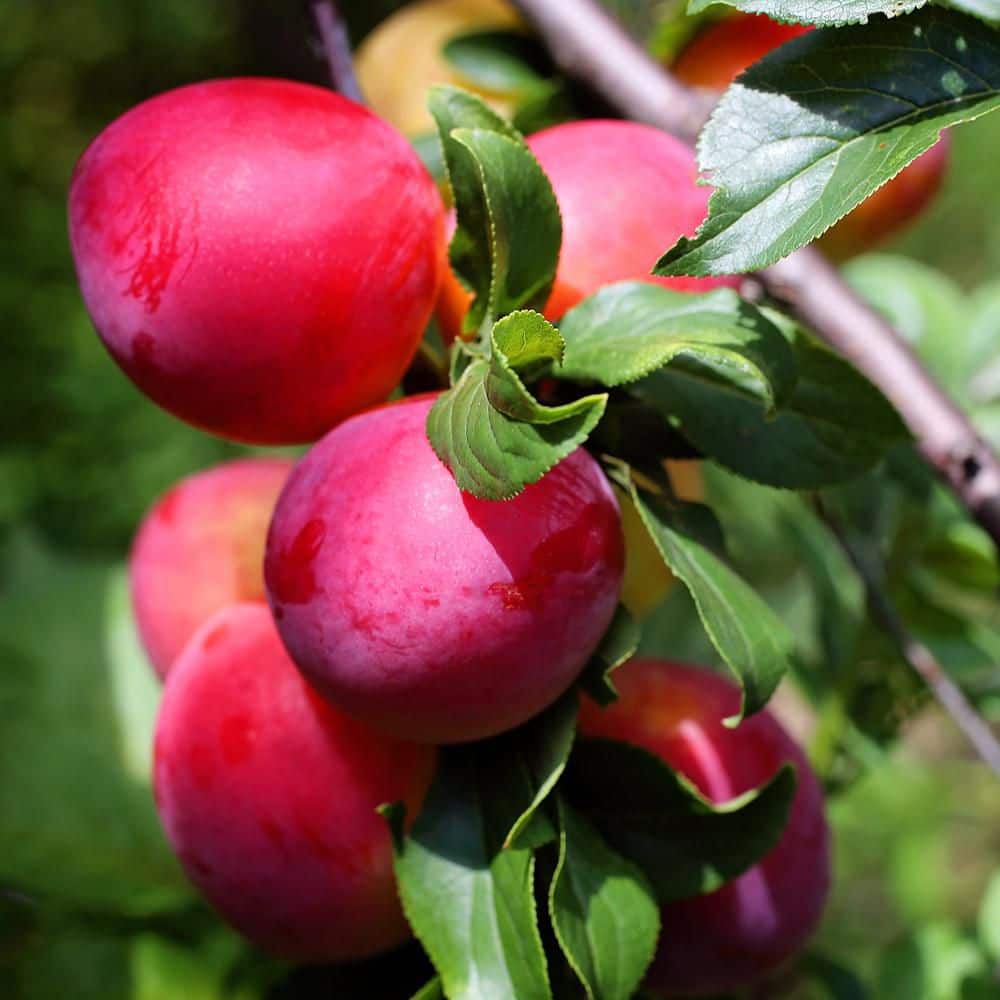 5 Gal. 6-Weeks Plum Tree