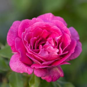 3 Gal. Pot, Sweet Madame Floribunda Rose Potted Plant (1-Pack)