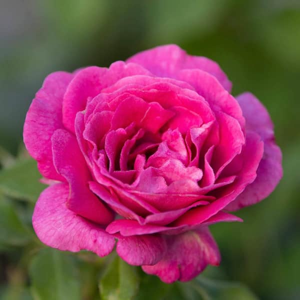 Spring Hill Nurseries 3 Gal. Pot, Sweet Madame Floribunda Rose Potted Plant (1-Pack)