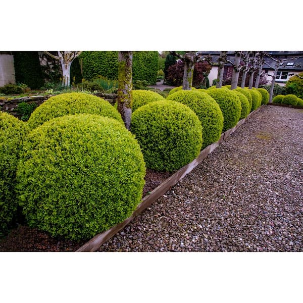 1 Gal. American Boxwood Shrub (2-Pack)