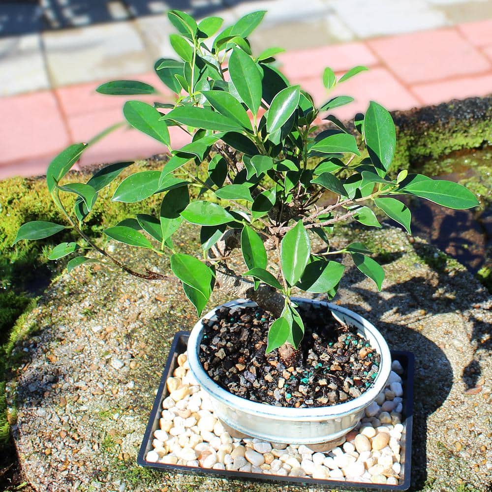 Small Indoor Golden Gate Ficus Bonsai in Ceramic Pot